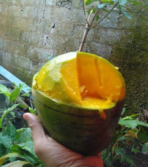 bibit mangga kelapa