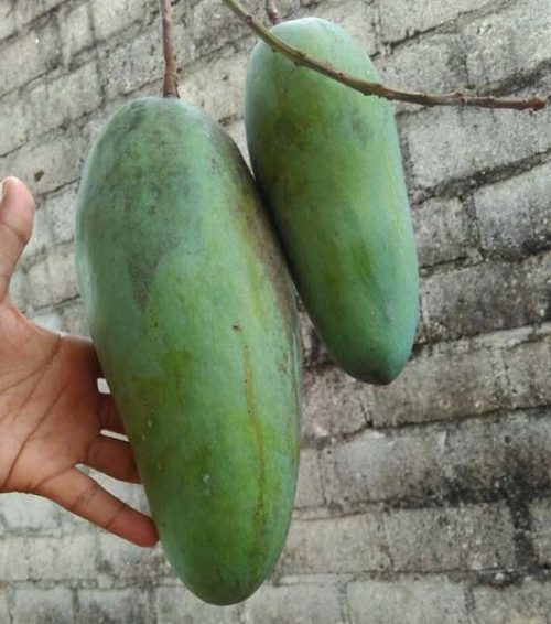 bibit mangga kiojay