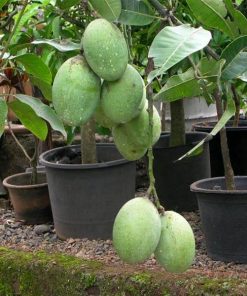 bibit mangga madu anggur