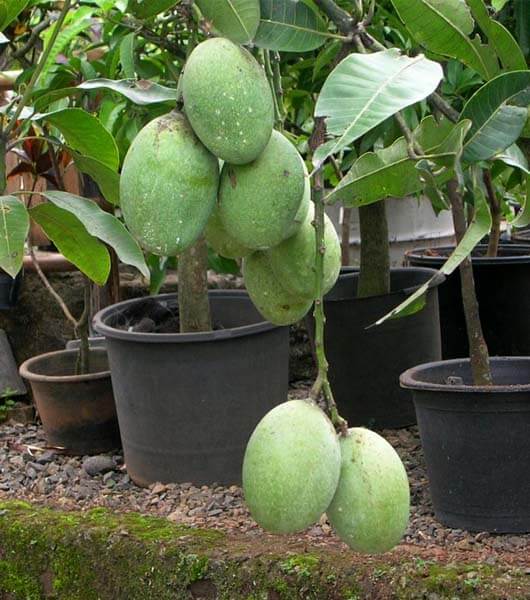 Tanaman Mangga  Dengan Buah Besar Dan Rasa Manis Berbagi 