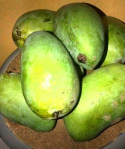 bibit mangga madu anggur