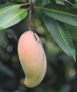 bibit mangga pelangi