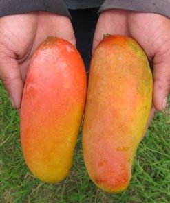 bibit mangga pelangi