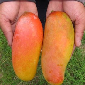 bibit mangga pelangi