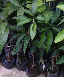 bibit mangga pelangi