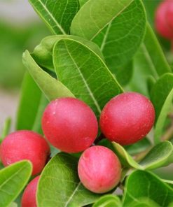 bibit miracle fruit afrika