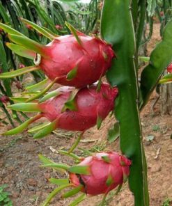 bibit naga merah