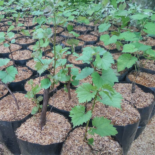 87 Gambar Pohon Anggur Yg Baru Tumbuh Terbaik Gambar 