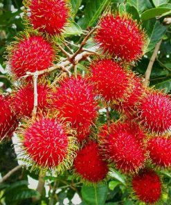 bibit rambutan Binjai