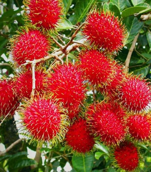 bibit rambutan Binjai