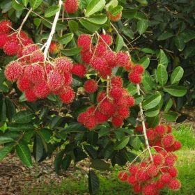 bibit rambutan binjai