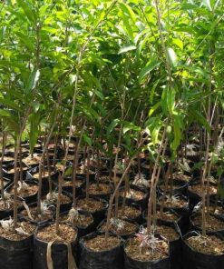 bibit sawo vietnam