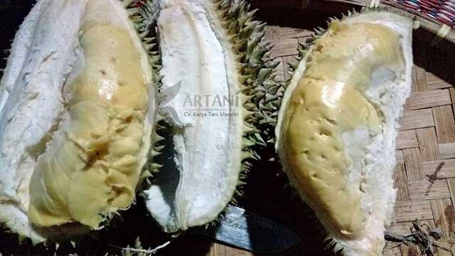 buah durian kani