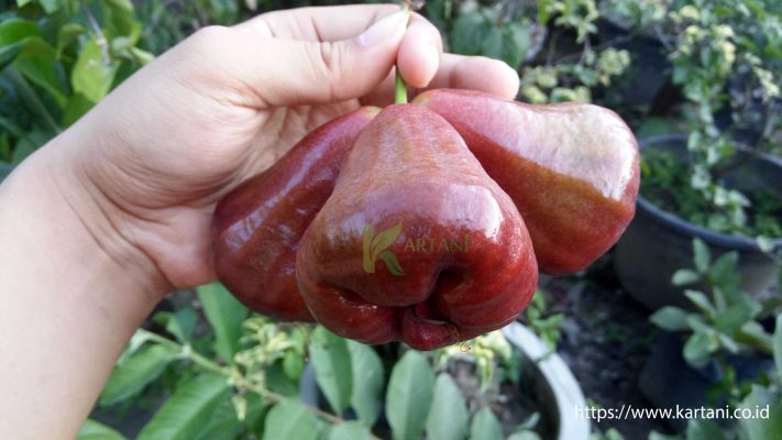 buah jambu air rose apple