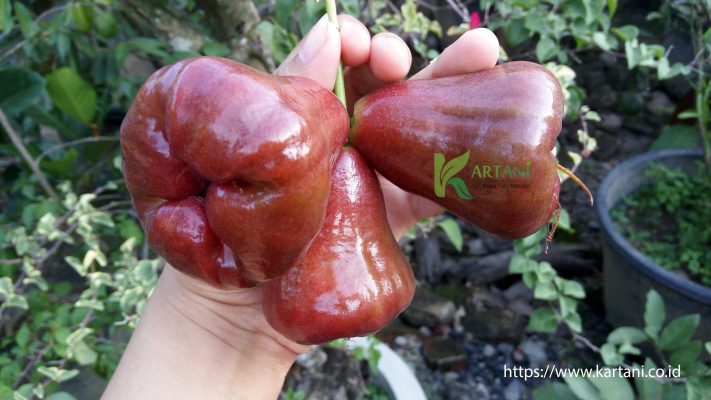 buah jambu air rose apple