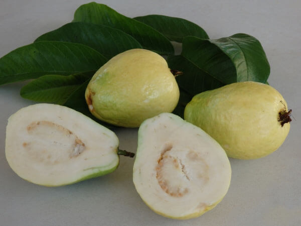 buah jambu pir