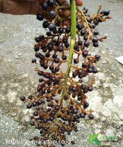 buah jernang golden