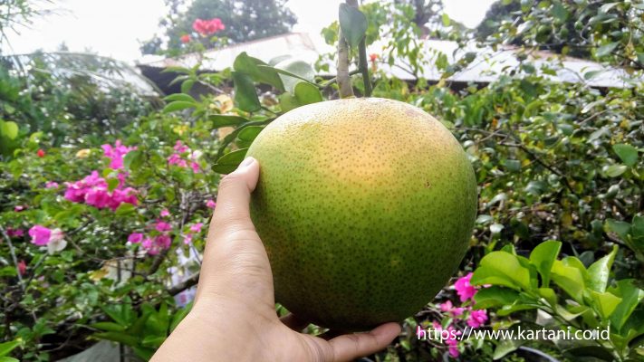 buah jeruk bali