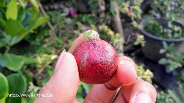 buah kelengkeng merah