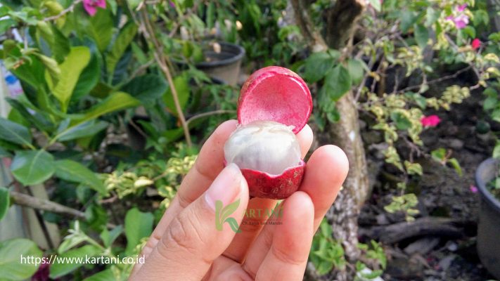 buah kelengkeng merah