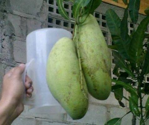 buah mangga golek India