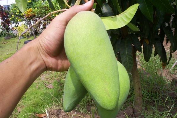 buah mangga kiojay