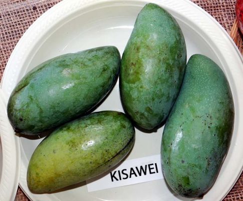 buah mangga kisawei
