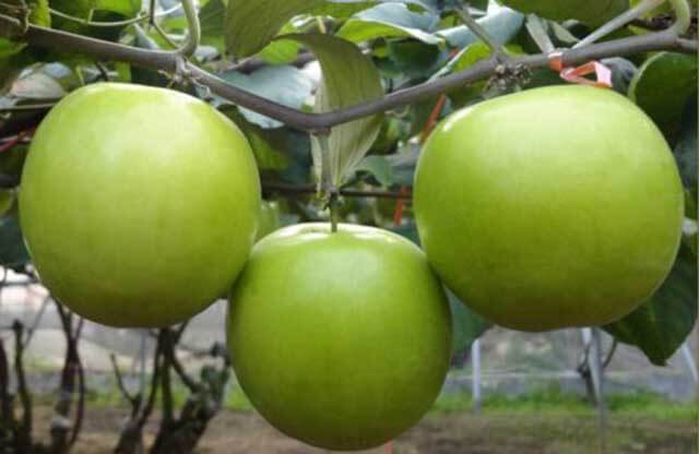 buah putsa apel India