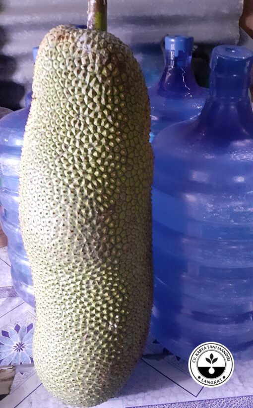Bibit Cempedak Guling Binjai