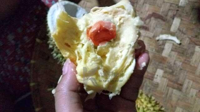 daging buah durian kani
