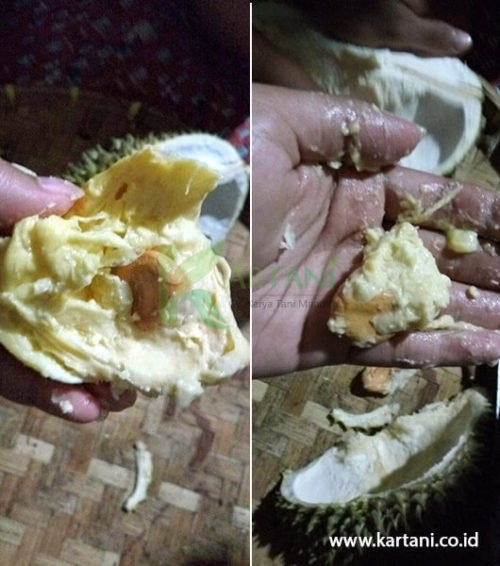 durian Bintana