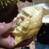 durian Bintana