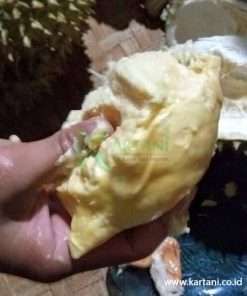 durian Bintana