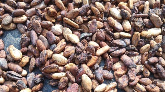 harga biji kakao hari ini