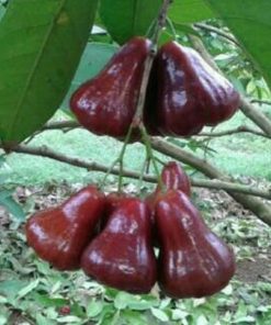 jambu air black diamond