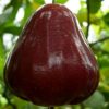 jambu air black diamond