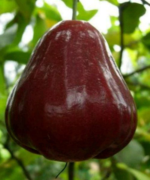 jambu air black diamond