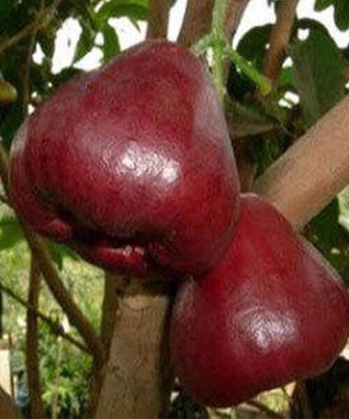 jambu air black diamond