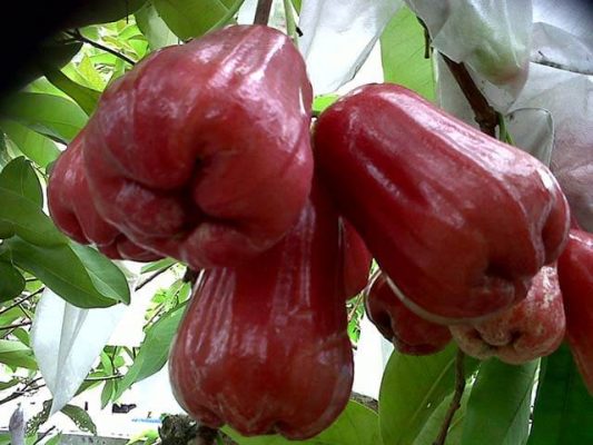 jambu air citra