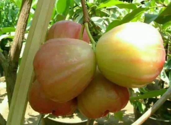 jambu air king rose