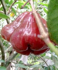 Jambu rose apple