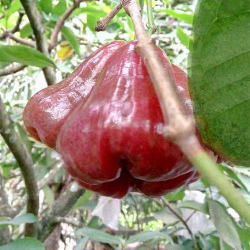 Jambu rose apple