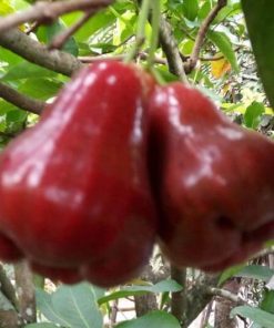 Jambu rose apple