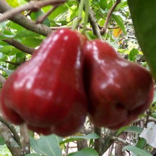 Jambu rose apple