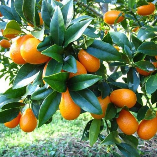 bibit jeruk kumquat nagami