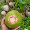 bibit kelapa wulung