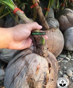bibit kelapa wulung