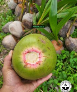 bibit kelapa wulung