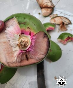 bibit kelapa wulung