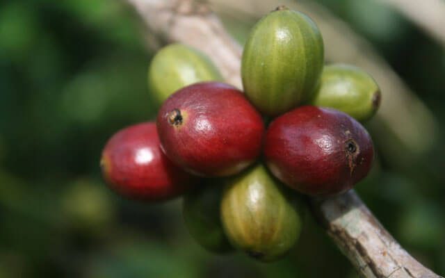 kopi robusta